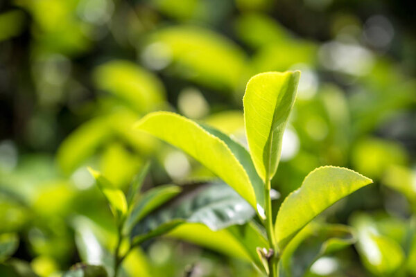 Close-up photograph of tea plant