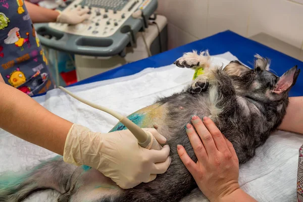 Dog having ultrasound scan in vet clinic Stock Photo