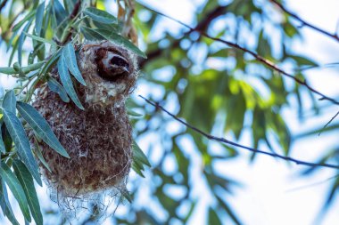 Avrasya çulha veya Remiz pendulinus