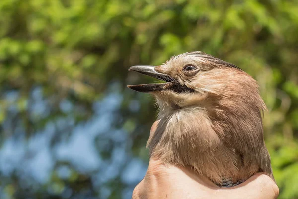 Ornitholoog onderzoekt de gevangen vogel — Stockfoto