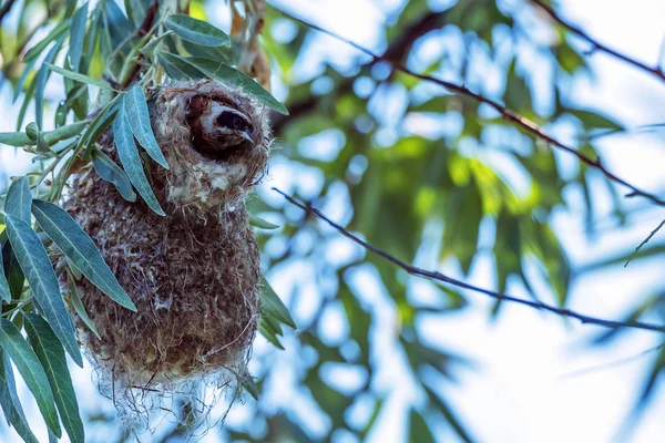 Avrasya çulha veya Remiz pendulinus