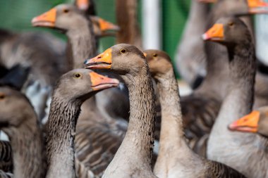 Yerli kaz geleneksel çiftlikte