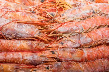 Arka plan olarak taze donmuş langoustines