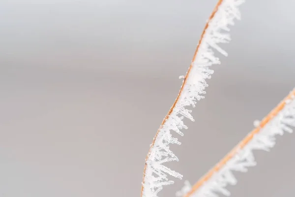 Branch with frost snowflakes macro — Stock Photo, Image
