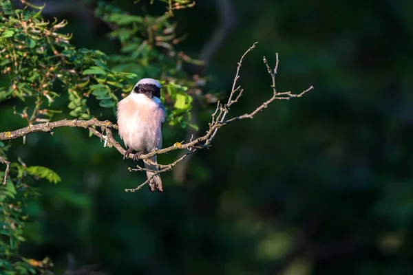 Mindre grå shrike eller mindre Lanius vilar på grenen — Stockfoto