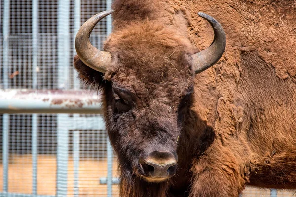 Wisent veya Avrupa bizonu