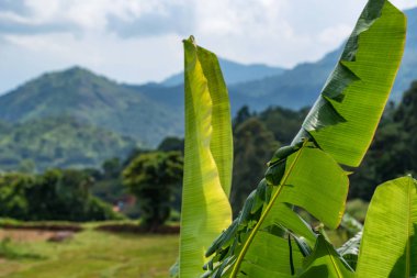 Srilankan dağ orman manzaralı görünüm
