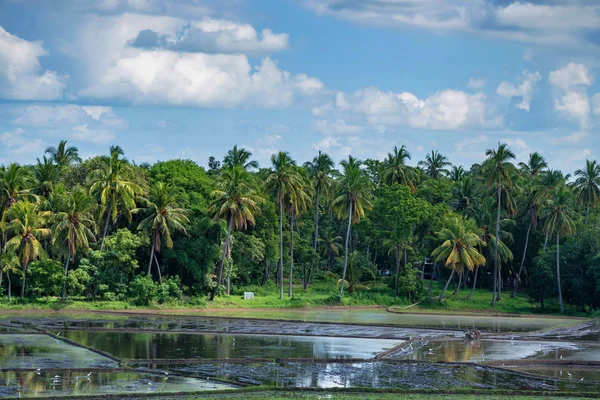 Fält med odling av ris i Sri Lanka — Stockfoto