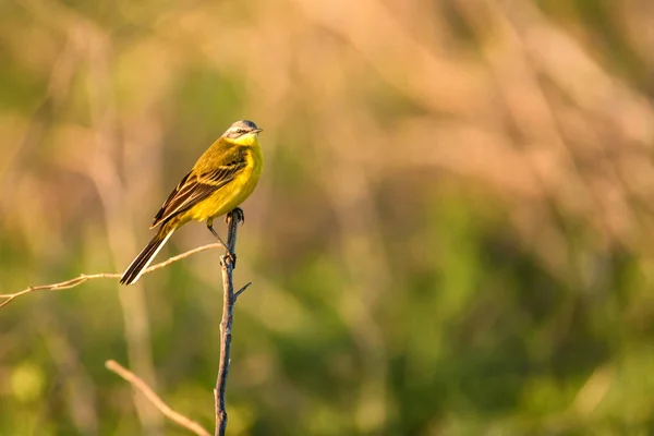 Wagtail amarelo ocidental ou flava Motacilla na árvore — Fotografia de Stock