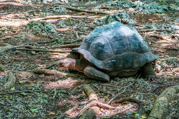 Tortuga gigante de Aldabra —  Fotos de Stock