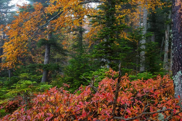 Landschaftliche Landschaft aus Wald im Herbst und einsamen Baum — Stockfoto