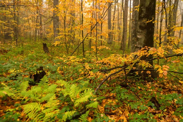 Malowniczy krajobraz jesienny Las — Zdjęcie stockowe