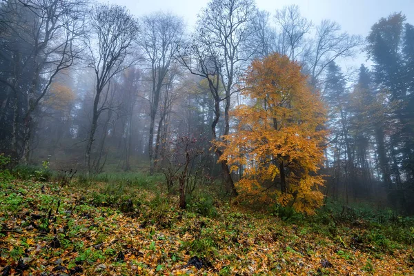 Paisaje escénico del bosque en otoño y árbol solitario — Foto de Stock