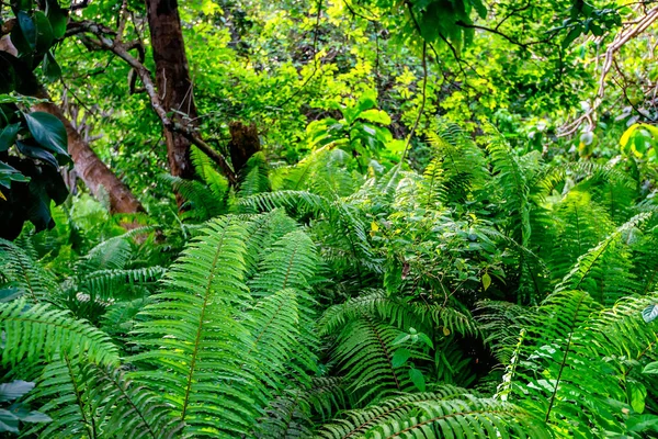 Vue panoramique de la forêt tropicale avec fougères — Photo