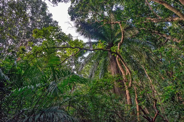 Avuç içi ile orman manzaralı görünüm — Stok fotoğraf