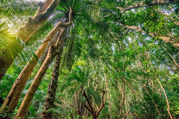 Pemandangan indah hutan dengan telapak tangan — Stok Foto