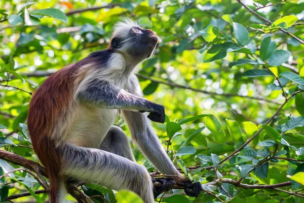 Zanzibar red colobus or Procolobus kirkii — Stock Photo, Image