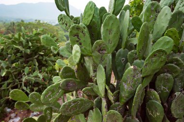 Kaktüs Opuntia cinsi