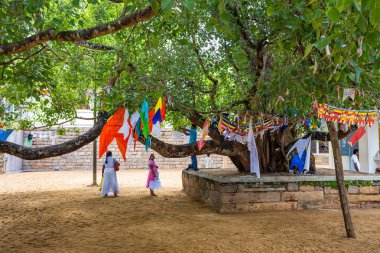 Anuradhapura, Sri Lanka - Kasım 2013: Kutsal Bodhi ağacı