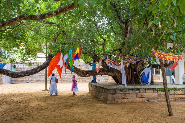 Анурадхапура, Шрі-Ланка - листопада 2013: бодхі священне дерево — стокове фото