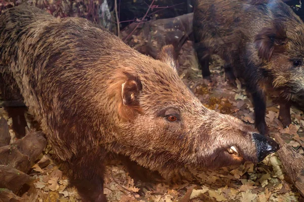 Close up cinghiale ripieno o Sus scrofa nel museo — Foto Stock