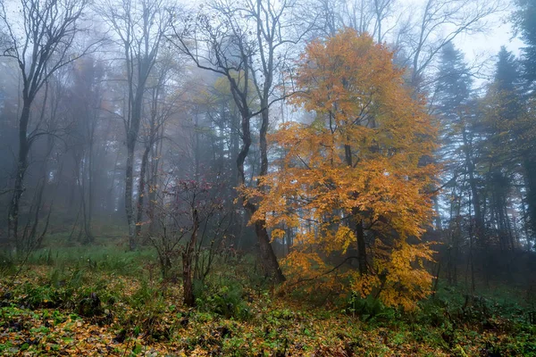 Paesaggio paesaggistico di foresta in autunno e albero solitario — Foto Stock