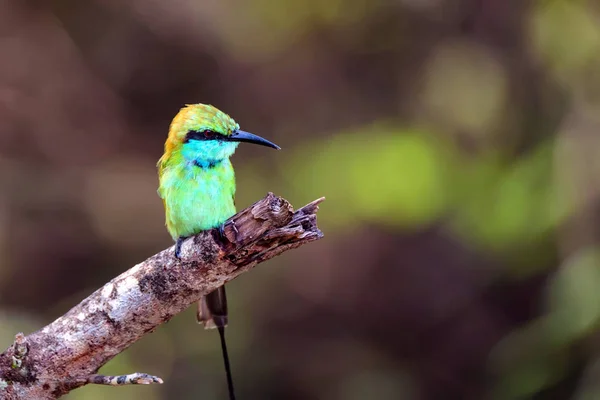 Comedor de abelhas verde juvenil ou Merops orientalis — Fotografia de Stock