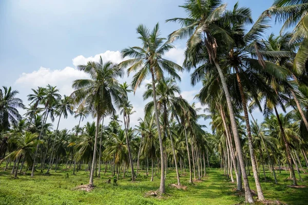 Kokosowe plantacji w Azji — Zdjęcie stockowe