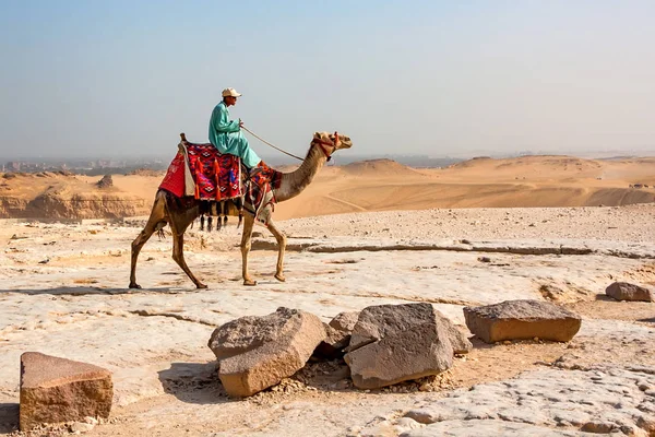 GIZA, EGYPT- FEBRUARY 2010: Bedouin on camel — Stock Photo, Image