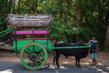 Boğa taşıma ile Kandy, Sri Lanka - Kasım 2013: Coutryman