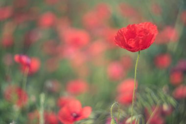 Vahşi haşhaş alanla bahar