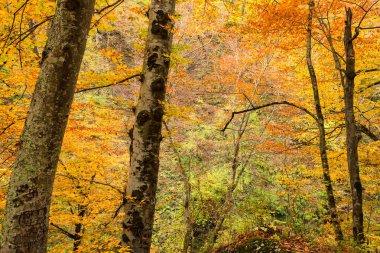 Doğal manzara orman Güz
