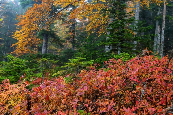 Paisaje escénico del bosque en otoño y árbol solitario — Foto de Stock