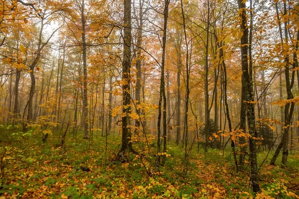 Schilderachtige landschap herfst bos — Stockfoto