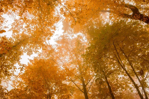 Schilderachtige landschap van bos in herfst — Stockfoto