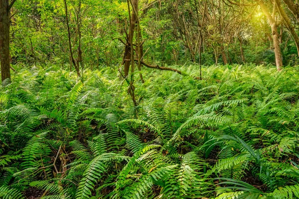 Vacker utsikt över regnskogen med ormbunkar — Stockfoto