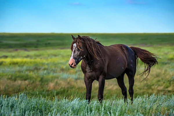 Wild stallion grazing on summer meadow Stock Photo