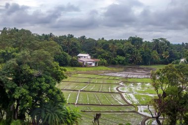 Srilankan dağ orman manzaralı görünüm