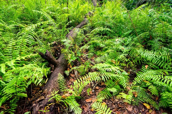 Vista panorâmica da floresta tropical com samambaias — Fotografia de Stock