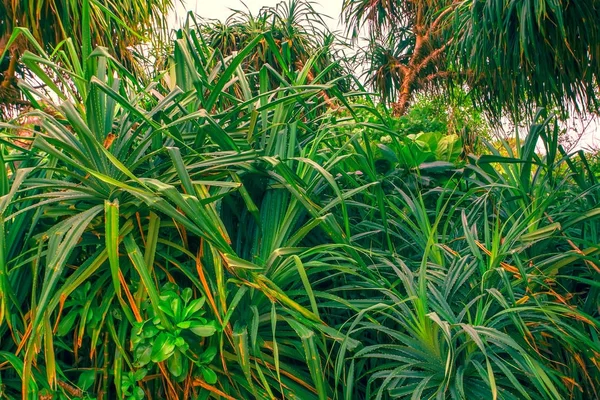 Scenic view of jungle with palms — Stock Photo, Image