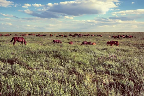 夏の牧草地で野生の馬の放牧 — ストック写真