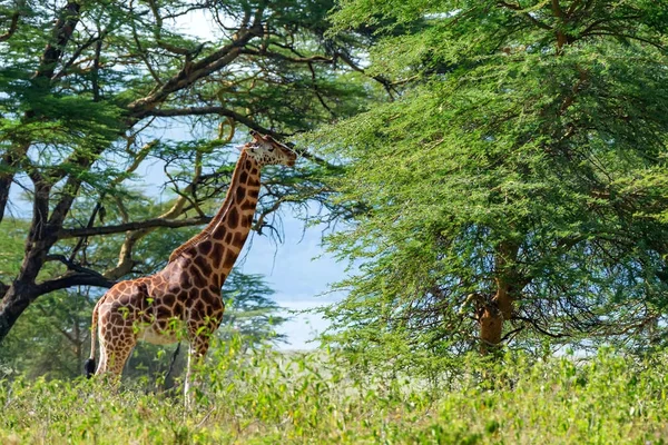 Ugandyjski żyrafa przegląda w savannah — Zdjęcie stockowe