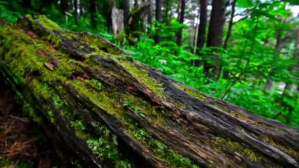 Красивый вид на зеленый лес и поленья с мхом — стоковое видео