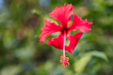 Parlak kırmızı Hibiscus çiçek kadar açık havada kapatın