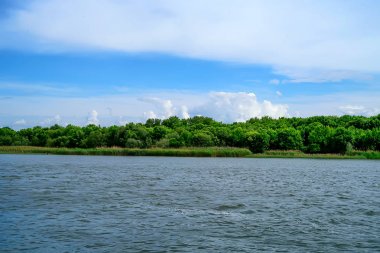 Güzel manzara nehir kıyısında yeşil ağaçlar ile