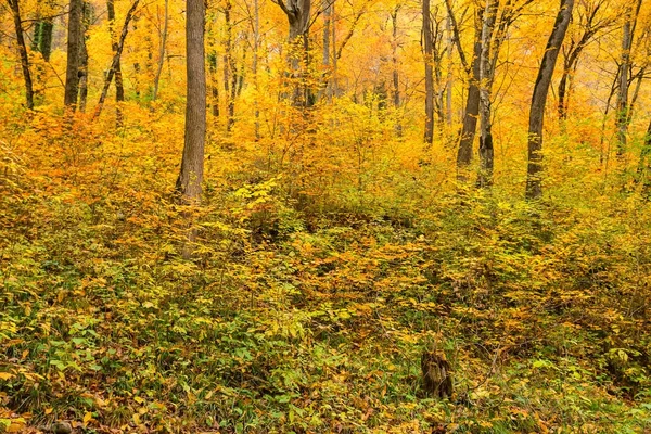 Paesaggio paesaggistico di foresta in autunno — Foto Stock