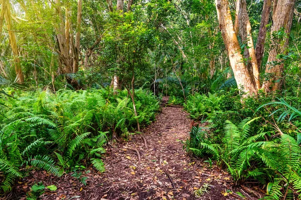 Yağmur ormanı eğrelti otları ile doğal görünümü — Stok fotoğraf
