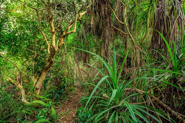 Мальовничий вид на джунглі з долонями — стокове фото