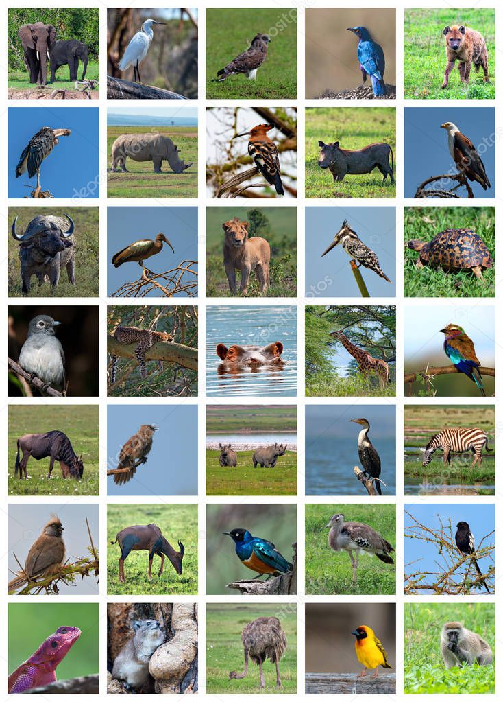 African safari collage. Wildlife variety