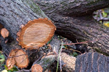 Zeminde çeşitli kesilen ağaç gövdeleri kapatın